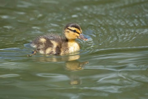 Mallard duck (Anas platyrhynchos) juvenile baby duckling bird swimming on the water of a lake in