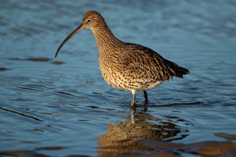Eurasian curlew (Numenius arquata) adult wader bird searching for food in shallow coastal water,
