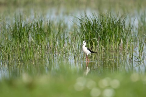Black winged stilt (Himantopus himantopus) adult wader bird in the shallow water of a lagoon in