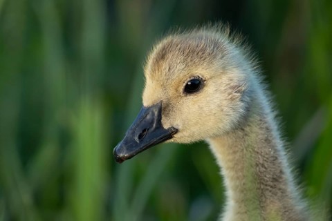 Greylag goose (Anser anser) juvenile baby gosling bird head portrait in summer, England, United