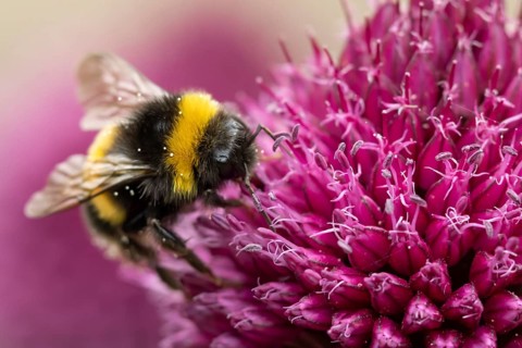 Buff tailed bumblebee (Bombus terrestris) adult bee insect feeding on a garden Allium flower in