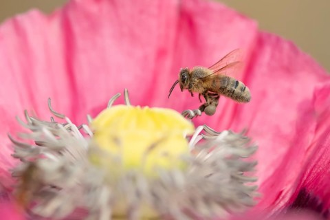 Honey bee (Apis mellifera) adult insect flying from a garden poppy flower in summer, England,