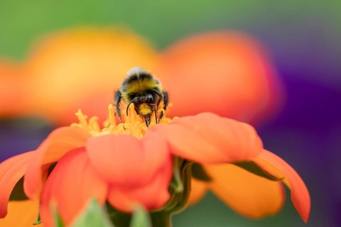 Buff tailed bumblebee (Bombus terrestris) adult bee insect feeding on a garden orange Mexican