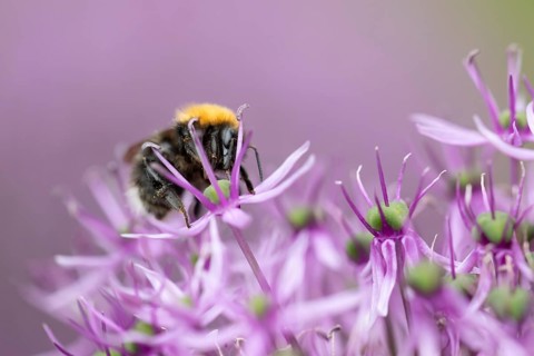Tree bumblebee (Bombus hypnorum) adult bee insect feeding on a garden purple Allium flower in