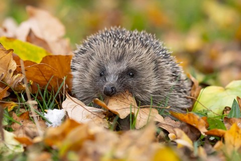 European hedgehog (Erinaceus europaeus) adult animal carrying a leaf in its mouth for bedding