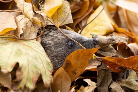 European hedgehog (Erinaceus europaeus) adult animal emerging from a pile of fallen autumn leaves