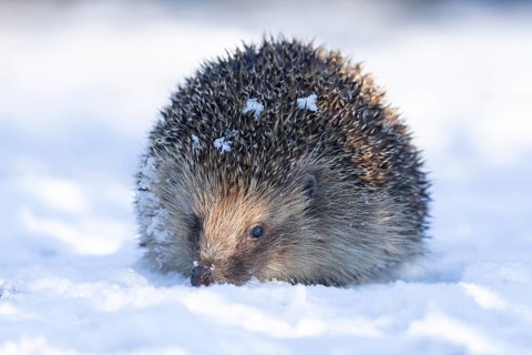 European hedgehog (Erinaceus europaeus) adult animal on snow in a garden in winter, England, United