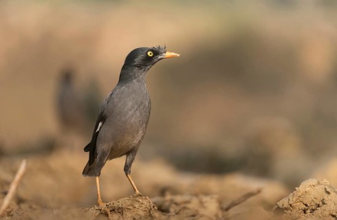 A jungle myna (Acridotheres fuscus) stands on the ground against a blurred background, Sreepur,