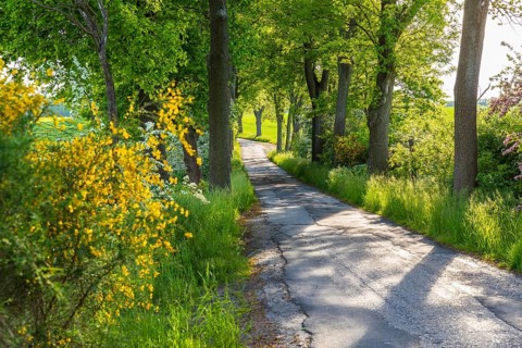 Small road with alley and blooming shrubs near Weissenberg, Upper Lusatia, Saxony, Germany
