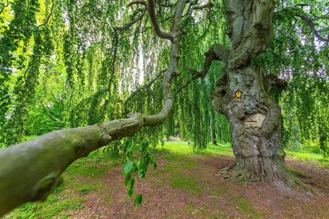 Old beech, copper beech (Fagus sylvatica), old trees in Helfenberg Castle Park, Dresden, Saxony,