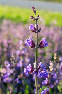 Common sage (Salvia officinalis) in bloom, Saxony, Germany