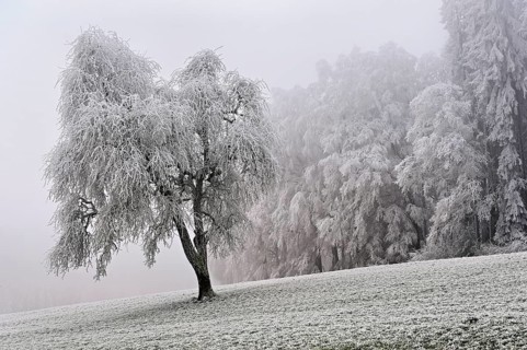 Tree and forest in hoarfrost, Schlatt, Lindenberg, Freiamt, Canton of Aargau, Switzerland