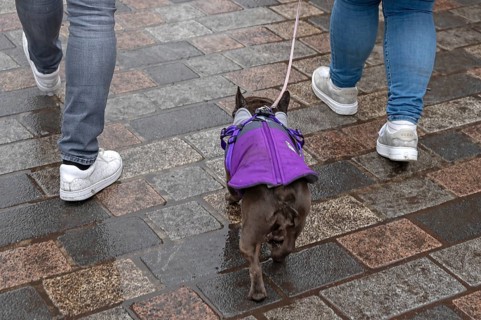 Dog walking in rain through the city, Nuremberg, Middle Franconia, Bavaria, Germany