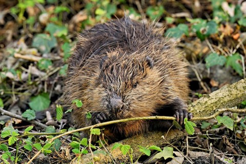 Eurasian beaver, European beaver (Castor fibre), eating leaves on the bank of a stream, Canton Zug,