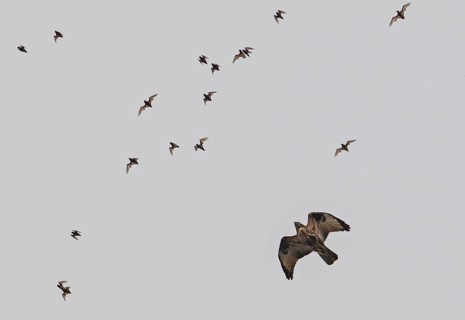 Wrinkle-lipped Bulldog Bat (Chaerephon plicatus), Wrinkle-lipped Free-tailed Bat, large flock