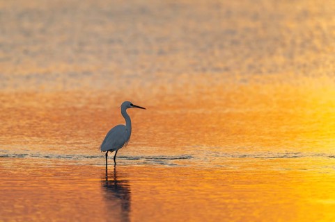 Great White Egret (Ardea alba) foraging in the water, Oman