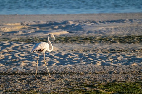 Flamingo (Phoenicopteridae) foraging, Oman