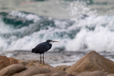 Great Egret (Egretta gularis) sitting on rocks, Oman