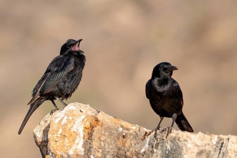 Tristramstar (Onychognathus tristramii), Oman
