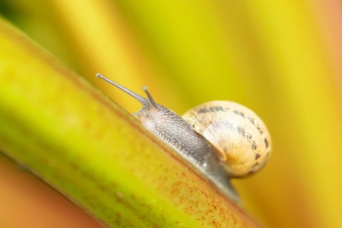 Garden snail (Cornu aspersum) adult gastropod molluscs on a garden rhubarb vegetable plant stem in