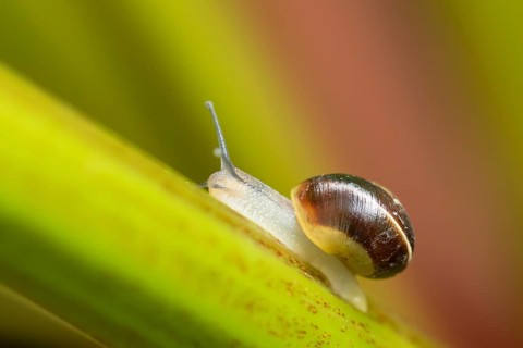 Striped snail (Cernuella virgata) adult gastropod molluscs on a garden rhubarb vegetable plant stem