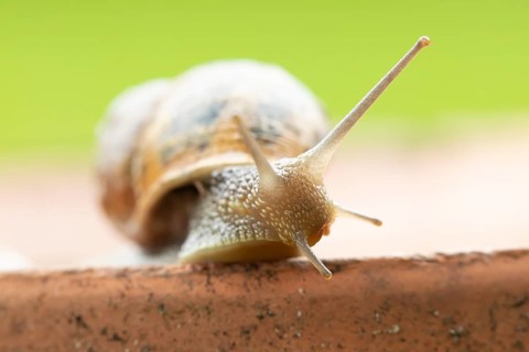 Garden snail (Cornu aspersum) adult gastropod molluscs on a garden plant pot in summer, England,