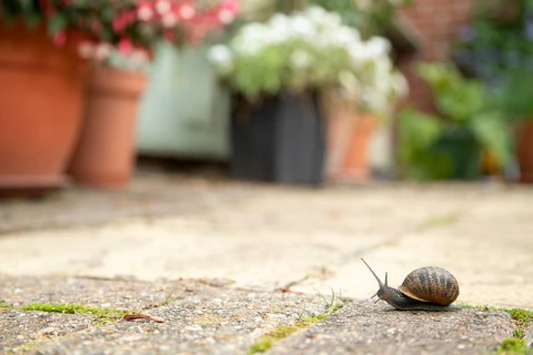 Garden snail (Cornu aspersum) adult gastropod molluscs on a garden patio in summer, England, United