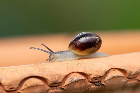 Striped snail (Cernuella virgata) adult gastropod molluscs on a garden plant pot in summer,