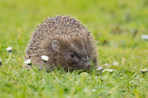 European hedgehog (Erinaceus europaeus) adult animal on a garden grass lawn with flowering daisey