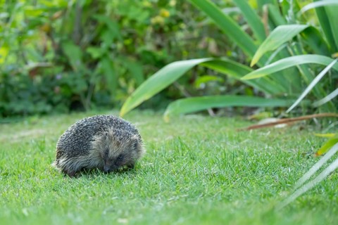 European hedgehog (Erinaceus europaeus) adult animal on a garden grass lawn in summer, England,