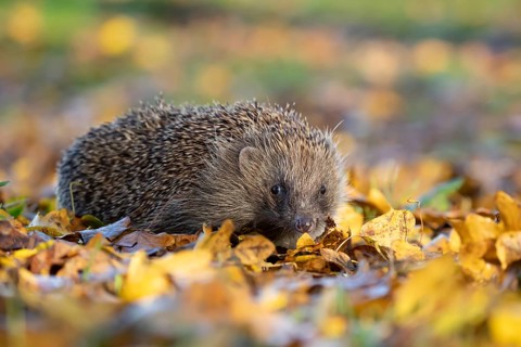 European hedgehog (Erinaceus europaeus) adult animal walking on fallen autumn leaves in a garden,