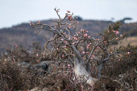 Desert rose (Adenium obesum), Oman