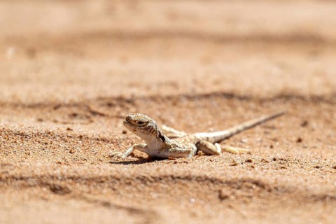 Gecko (Gekkonidae) in desert, Rhub al Khali, Oman
