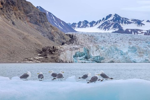 Black-legged kittiwakes (Rissa tridactyla) flock resting on ice floe in front of glacier wall along