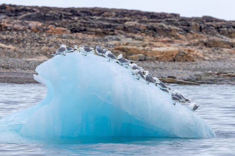 Black-legged kittiwakes (Rissa tridactyla) flock in breeding plumage resting on ice floe in the