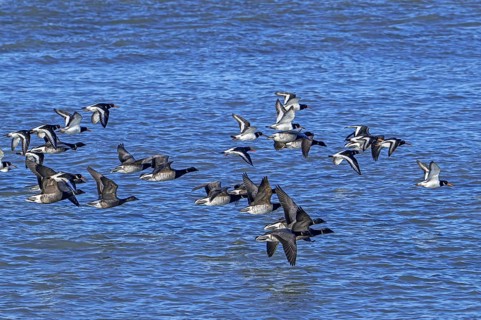 Pale-bellied brant geese (Branta bernicla hrota) flying among brent geese and common pied