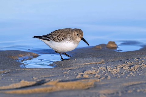 Dunlin (Calidris alpina) adult in winter plumage foraging for worms and crustaceans in swash zone /