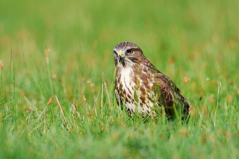 Common buzzard (Buteo buteo) sitting in a meadow, North Rhine-Westphalia, Germany