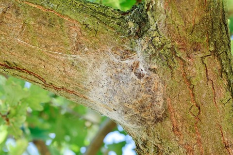 Oak processionary moth (Thaumetopoea processionea), web nest on tree trunk, North Rhine-Westphalia,