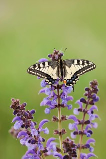 Swallowtail (Papilio machaon) in a meadow sage (Salvia pratensis), North Rhine-Westphalia, Germany