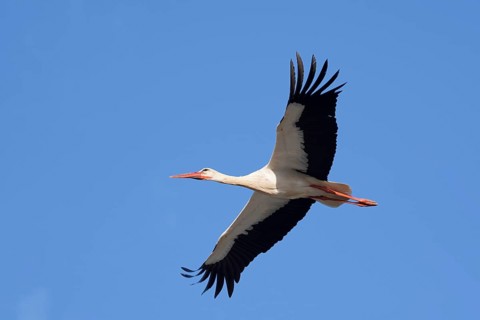 White stork (Ciconia ciconia), flying, Algarve, Portugal