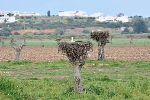 White stork (Ciconia ciconia) breeding on the nest, Algarve, Portugal
