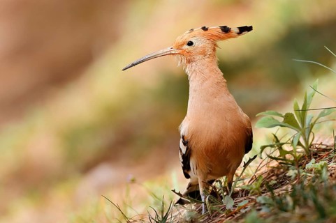 Hoopoe (Upupa epops), Algarve, Portugal