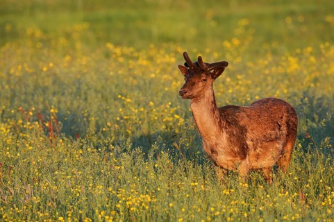 Fallow deer (Dama dama), fallow deer with velvet antlers standing in a flower meadow in spring,