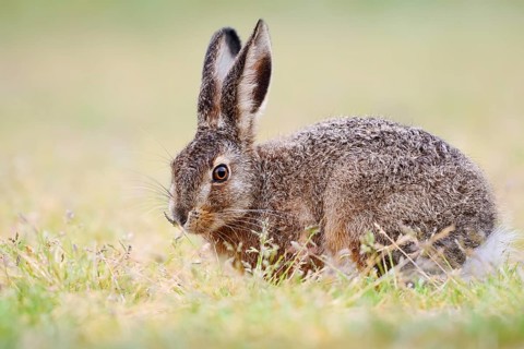 European hare (Lepus europaeus), young animal sitting in a meadow, North Rhine-Westphalia, Germany
