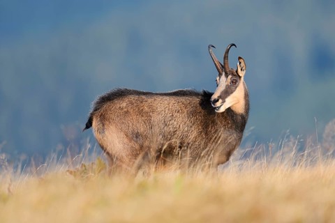 Chamois (Rupicapra rupicapra) in autumn, Vosges, France