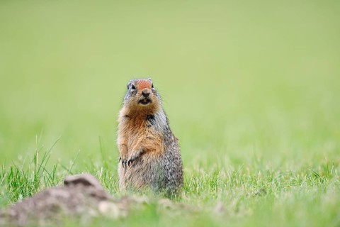 Columbia ground squirrel (Urocitellus columbianus, Spermophilus columbianus) sitting upright in a