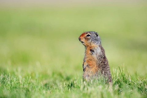 Columbia ground squirrel (Urocitellus columbianus, Spermophilus columbianus) sitting upright in a