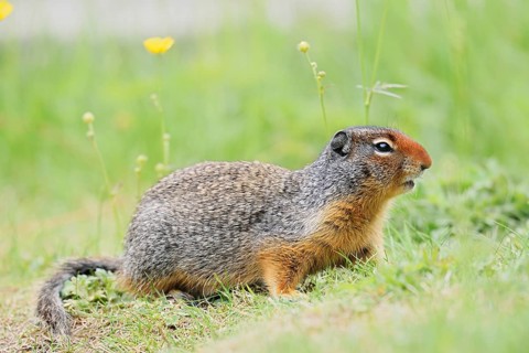 Columbia ground squirrel (Urocitellus columbianus, Spermophilus columbianus), Yoho National Park,