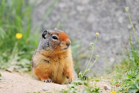 Columbia ground squirrel (Urocitellus columbianus, Spermophilus columbianus) at the burrow, Yoho